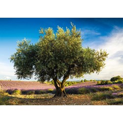 Schmidt Spiele (58357) - "Olive Tree in Provence" - 1000 pezzi