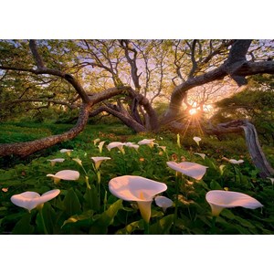 Heye (29906) - "Calla Clearing" - 1000 pezzi
