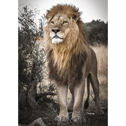 Jumbo (18523) - "Proud Lion" - 500 pezzi