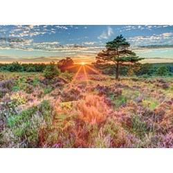 Jumbo (18524) - "Heather at Sunset" - 500 pezzi