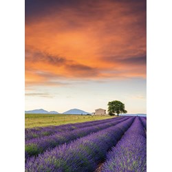 Schmidt Spiele (58364) - "Field of Lavender, Provence" - 500 pezzi