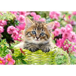 Castorland (B-52974) - "Kitten in Flower Garden" - 500 pezzi