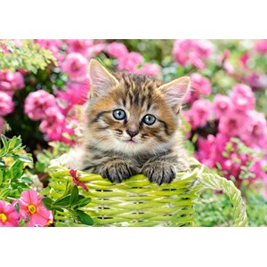 Castorland (B-52974) - "Kitten in Flower Garden" - 500 pezzi