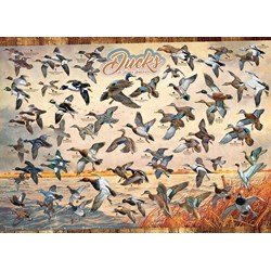 Cobble Hill (80263) - David A. Maass: "Ducks of North America" - 1000 pezzi