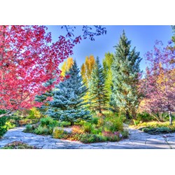 Grafika (t-00852) - "Colorful Forest, Colorado, USA" - 1500 pezzi