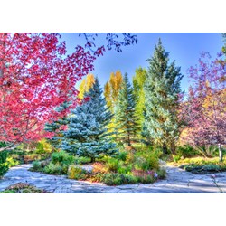Grafika (t-00853) - "Colorful Forest, Colorado, USA" - 1000 pezzi