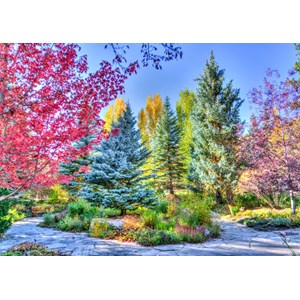 Grafika (t-00853) - "Colorful Forest, Colorado, USA" - 1000 pezzi