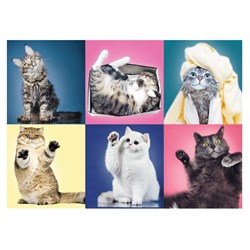 Trefl (37377) - "Kittens" - 500 pezzi