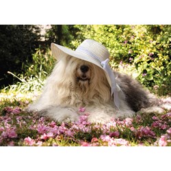 Jumbo (18515) - "Sophie the Dog" - 200 pezzi