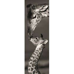 Dino (54537) - "Giraffes" - 1000 pezzi