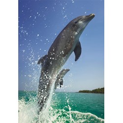 Dino (50225) - "Dolphins" - 500 pezzi