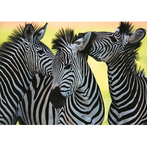 Dino (50226) - "3 Zebras" - 500 pezzi