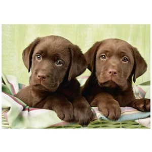 Dino (50244) - "Labradors" - 500 pezzi