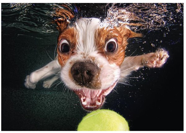 Dino (50245) - "Puppy underwater" - 500 pezzi