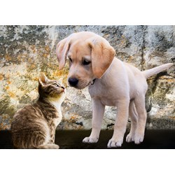 Bluebird Puzzle (70004) - "Kitten and Puppy" - 500 pezzi