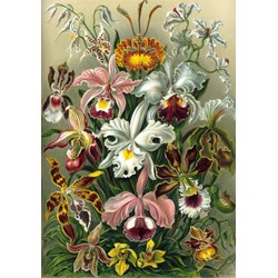 Grafika (00617) - Ernst Haeckel: "Kunstformen der Natur, Orchidae, 1904" - 1000 pezzi