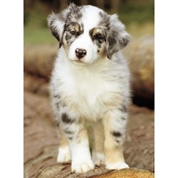 Nathan (87235) - "Australian Shepherd" - 500 pezzi