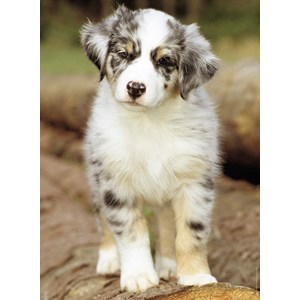 Nathan (87235) - "Australian Shepherd" - 500 pezzi