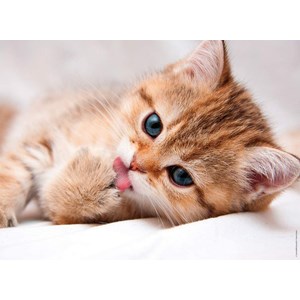 Nathan (87241) - "The Cat Toilet" - 500 pezzi