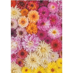 Piatnik (5518) - "Dahlias" - 1000 pezzi