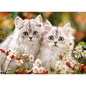 Castorland (B-222131) - "Persian Kittens" - 200 pezzi