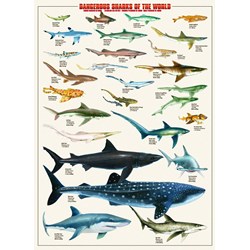 Eurographics (6000-0264) - "Dangerous Sharks of the World" - 1000 pezzi
