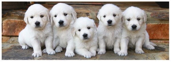 Dino (39324) - "Puppies" - 150 pezzi