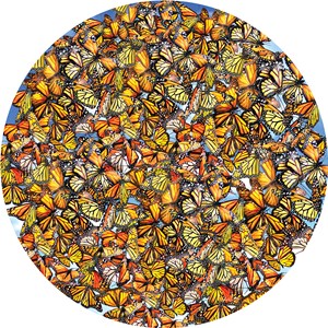 SunsOut (35047) - Lori Schory: "Monarch Frenzy" - 1000 pezzi