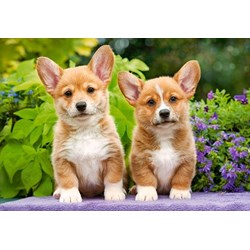 Castorland (C-104659) - "Welsh Corgi Puppies" - 1000 pezzi