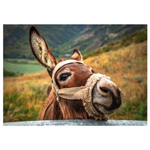 Dino (50248) - "Donkey" - 500 pezzi