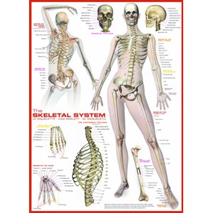 Eurographics (6000-2014) - "The Skeletal System" - 1000 pezzi