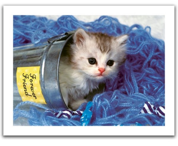 Pintoo (h1040) - "Kitten" - 300 pezzi