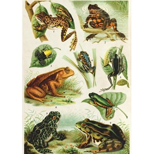 Deico (75703) - "Frogs" - 1000 pezzi