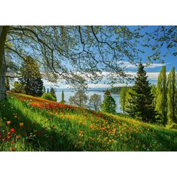 Schmidt Spiele (58967) - "Tulips Field, Mainau Island" - 1000 pezzi