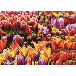 Jumbo (18364) - "Holland Tulips" - 1000 pezzi