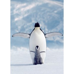 Eurographics (6000-1246) - "Penguin & Chick" - 1000 pezzi