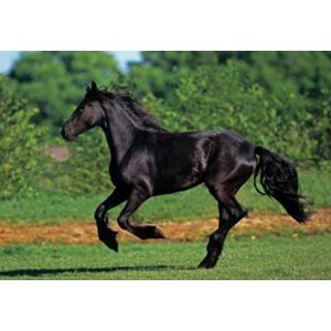 Anatolian (PER3569) - "Friesian Galloping" - 500 pezzi