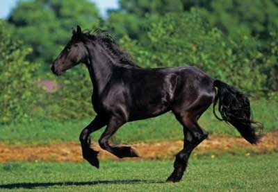 Anatolian (PER3569) - "Friesian Galloping" - 500 pezzi