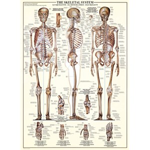 Eurographics (6000-3970) - "The Skeletal System" - 1000 pezzi
