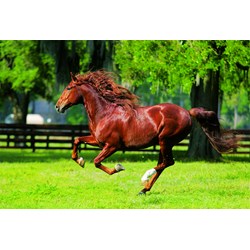 Trefl (10201) - "In The Gallop" - 1000 pezzi