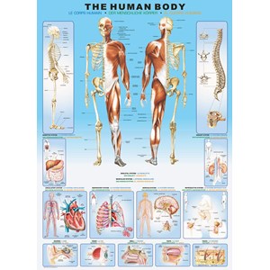 Eurographics (6000-1000) - "The Human Body" - 1000 pezzi