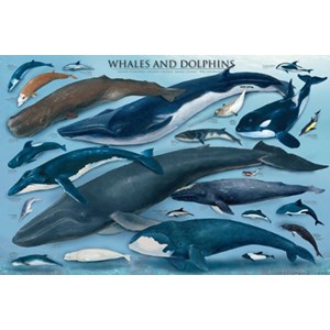 Eurographics (6000-0082) - "Whales & Dolphins" - 1000 pezzi