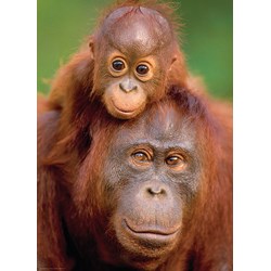 Eurographics (6000-0638) - "Orangutan & Baby" - 1000 pezzi