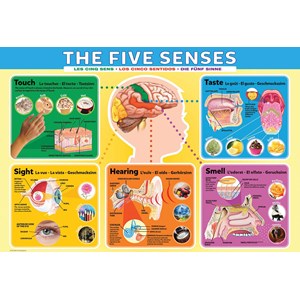Eurographics (6200-0305) - "The Five Senses" - 200 pezzi