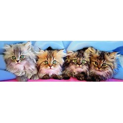 Eurographics (6005-4678) - Takino: "Cats Under Blanket" - 750 pezzi