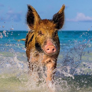 Heye (29746) - "Paradise Pig" - 1000 pezzi