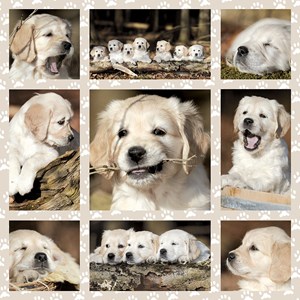 Schmidt Spiele (58155) - "Dog Kids" - 1000 pezzi