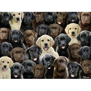 Ravensburger (10971) - Greg Cuddiford: "Labradors" - 100 pezzi