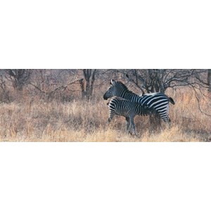 Heye (29469) - Alexander von Humboldt: "Feeding" - 1000 pezzi