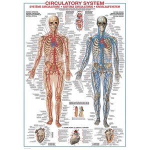 Eurographics (6000-4940) - "Circulatory System" - 1000 pezzi